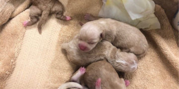Una cámara de vigilancia grabó como llegó hasta unos contenedores usados para dejar la basura reciclable y una bolsa con los perros. Foto: Twitter.