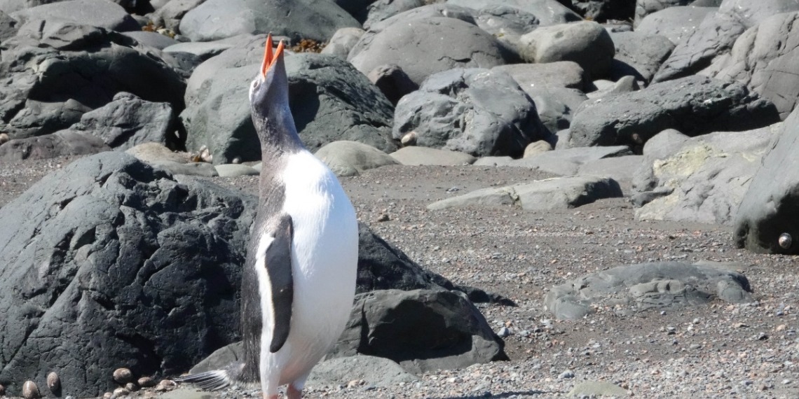 Pingüinos y glaciares, víctimas del cambio climático en la Antártida. Foto: EFE